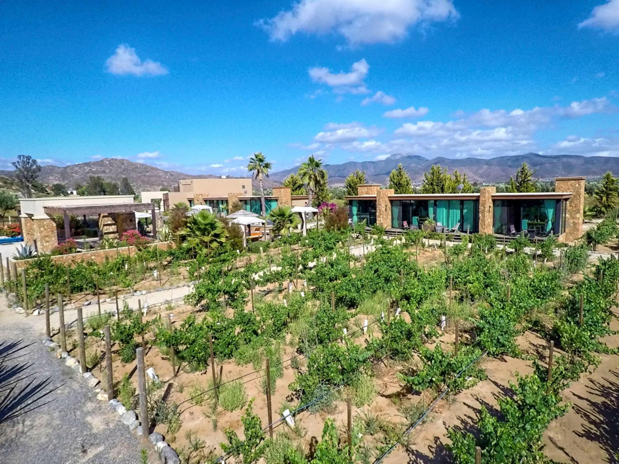 Entre Viñedos by Hotel Boutique Valle de Guadalupe Extérieur photo